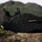 adidas Terrex Free Hiker 2.0 Low GTX core black/grey four (Herren) Vorschaubild
