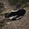 adidas Terrex Hydroterra olive strata/core black/wonder beige Vorschaubild