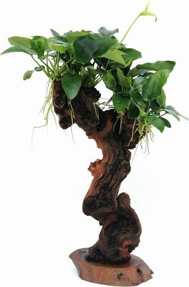 Dennerle Ast mit Zwergspeerblatt Mbuna mittel mit Anubias barteri var. nana