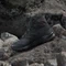 adidas Terrex Skychaser AX5 Mid GTX Climawarm+ core black/carbon (Herren) Vorschaubild