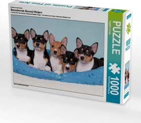 Calvendo Ein Motiv aus dem Kalender Bezaubernde Basenji-Welpen