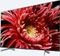 Sony KD-65XG8599 Vorschaubild