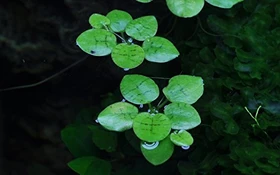 Tropica Wasserpflanze In-Vitro 1-2-Grow! Limnobium Laevigatum