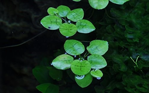 Tropica Wasserpflanzen im Becher, In-Vitro 1-2-Grow!