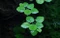 Tropica Wasserpflanzen im Becher, In-Vitro 1-2-Grow! Vorschaubild