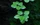 Tropica Wasserpflanze In-Vitro 1-2-Grow! Limnobium Laevigatum (063 TC)