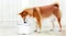 Xiaomi Smart Pet Fountain Trinkbrunnen, 2l, weiß Vorschaubild