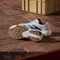 adidas Adizero Evo SL cloud white/royal blue/pure ruby (Herren) Vorschaubild