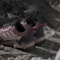 adidas Terrex AX4 GTX burgundy/preloved fig/warm clay (Damen) Vorschaubild