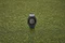 Garmin Approach S12 2022 Edition tidal blue Vorschaubild