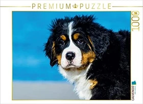 Calvendo Ein Motiv aus dem Kalender Seebärchen entdecken die Welt - Berner Sennenhunde
