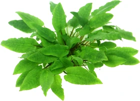 Dennerle Wasserpflanze In-Vitro C402 Cryptocoryne Wendtii Broat Leaf