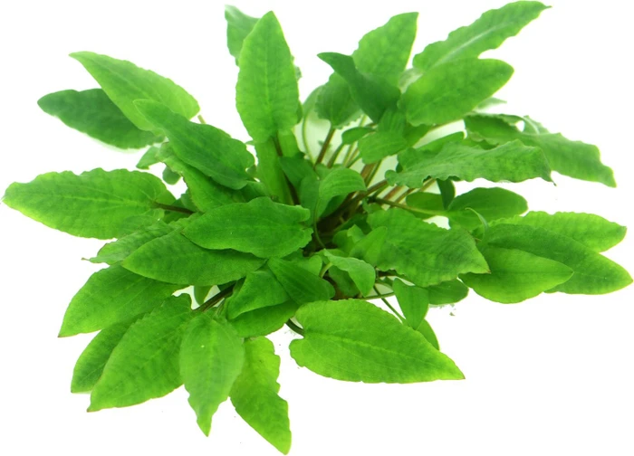 Dennerle Wasserpflanze In-Vitro C402 Cryptocoryne Wendtii Broat Leaf