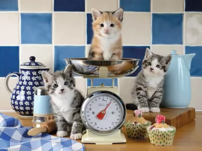 Ravensburger Kätzchen in der Küche