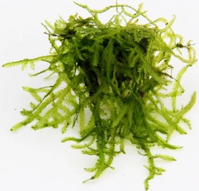 Dennerle Wasserpflanze In-Vitro V62 Vesicularia Ferriei Weeping Moss