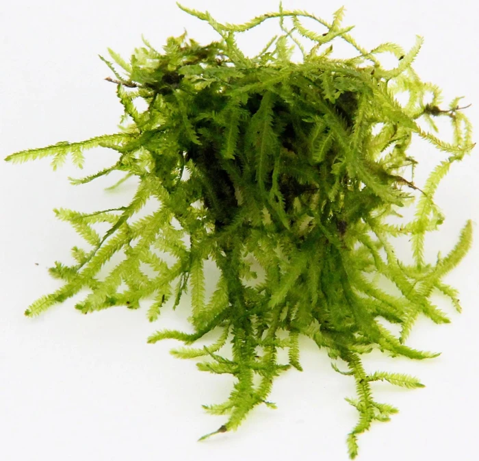 Dennerle Wasserpflanze In-Vitro V62 Vesicularia Ferriei Weeping Moss