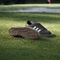 adidas Gazelle Spikeless dark brown/chalk white/gum Vorschaubild