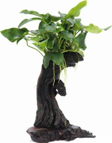 Dennerle Ast mit Zwergspeerblatt Mbuna klein mit Anubias barteri var. nana