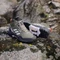 adidas Terrex AX4 Mid GTX olive strata/silver dawn/preloved fig (Damen) Vorschaubild