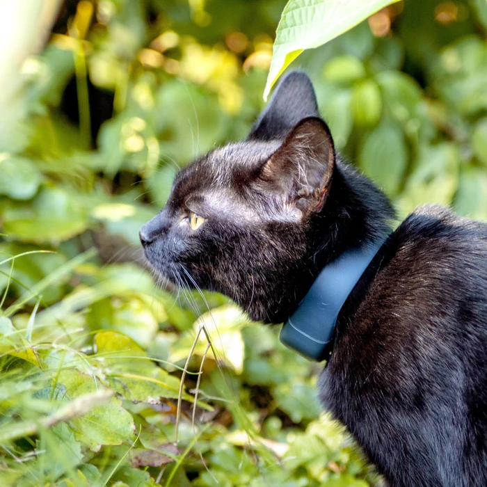 Tractive GPS Tracker-Halsband für Katzen, grau