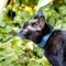 Tractive GPS Tracker-Halsband für Katzen, grau Vorschaubild