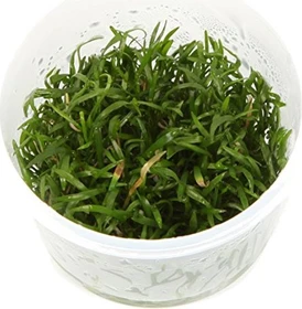 Tropica Wasserpflanze In-Vitro 1-2-Grow! Lilaeopsis Brasiliensis