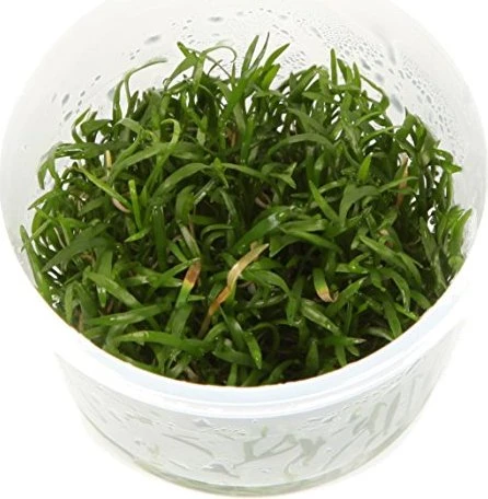 Tropica Wasserpflanze In-Vitro 1-2-Grow! Lilaeopsis Brasiliensis