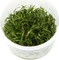 Tropica Wasserpflanze In-Vitro 1-2-Grow! Lilaeopsis Brasiliensis Vorschaubild