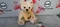 Steiff Teddies for tomorrow Teddybär Vorschaubild