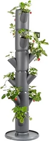 Gusta Garden Sissi Strawberry Classic Erdbeerbaum Rankhilfe anthrazit