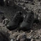 adidas Terrex Skychaser Ax5 core black/carbon (Herren) Vorschaubild
