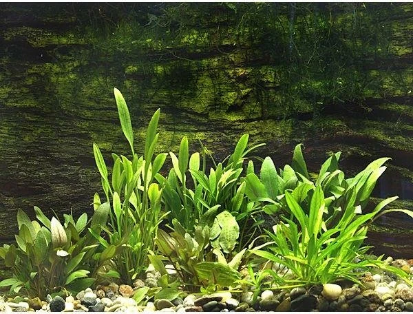 Aquarienpflanzen-Shop Vordergrundpflanzen für ein 80cm Aquarium