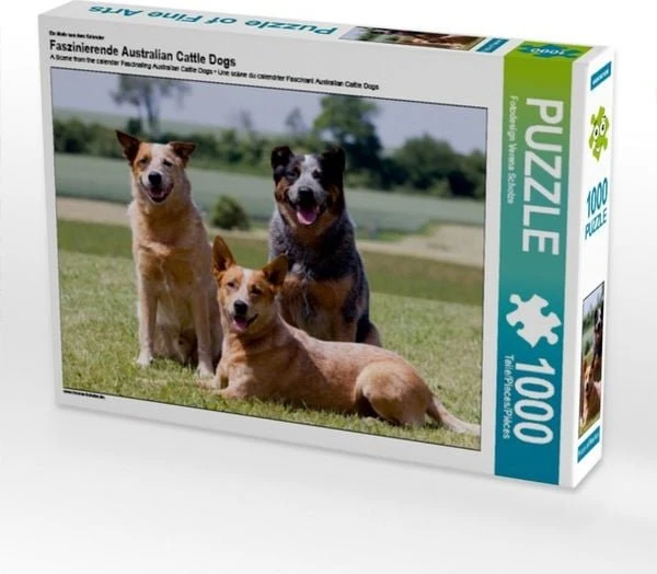 Calvendo Ein Motiv aus dem Kalender Faszinierende Australian Cattle Dogs