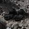 adidas Terrex Hydroterra core black/grey four Vorschaubild