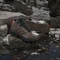 adidas Terrex Skychaser AX5 Mid GTX trace brown/earth strata/semi impact orange (Herren) Vorschaubild
