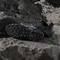 adidas Terrex Skychaser Tech GTX core black/grey one/grey five Vorschaubild