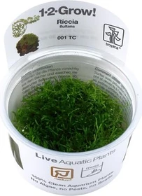 Tropica Wasserpflanze In-Vitro 1-2-Grow! Riccia Fluitans