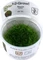 Tropica Wasserpflanze In-Vitro 1-2-Grow! Riccia Fluitans Vorschaubild
