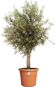 Elho Algarve Cilindro 58cm terra