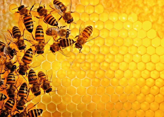 Ravensburger Puzzle Challenge Bienen