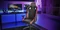 Mars Gaming MGCXNEO Premium Gamingstuhl, schwarz/rot Vorschaubild