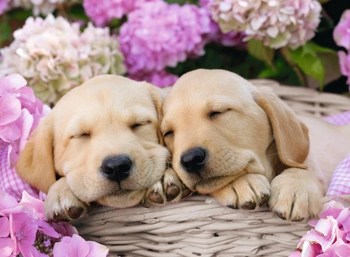 Ravensburger Puzzle Süße Hunde im Körbchen