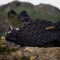 adidas Terrex Trailmaker 2.0 Mid GTX olive strata/silver dawn/aurora black (Damen) Vorschaubild