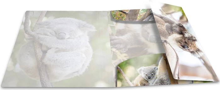 Herma Glossy Tiere Sammelmappe, A4, Koala, 3er-Pack