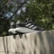 adidas Supernova 3 GTX core black/cloud white (Damen) Vorschaubild
