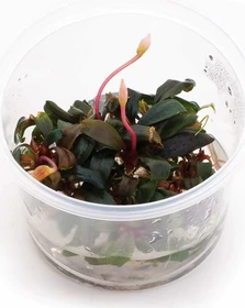 Dennerle Bucephalandra 'Serimbu Brown' In-Vitro