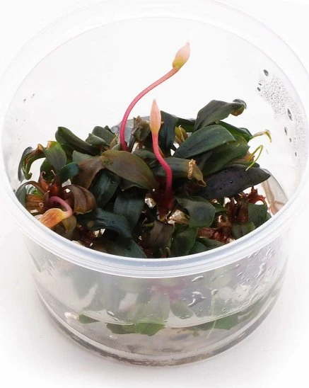 Dennerle Bucephalandra 'Serimbu Brown' In-Vitro
