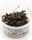 Dennerle Bucephalandra 'Serimbu Brown' In-Vitro