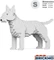 Jekca English Bull Terrier Vorschaubild