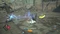 Valkyrie Elysium (PS5) Vorschaubild